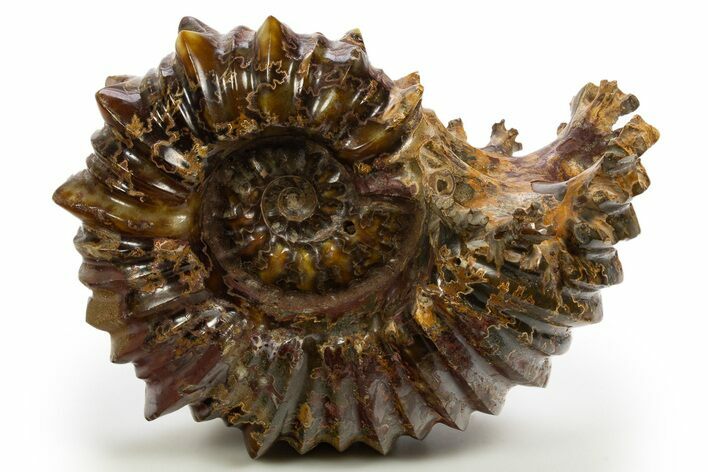 Colorful Polished Ammonite (Douvilleiceras) Fossil - Madagascar #317712